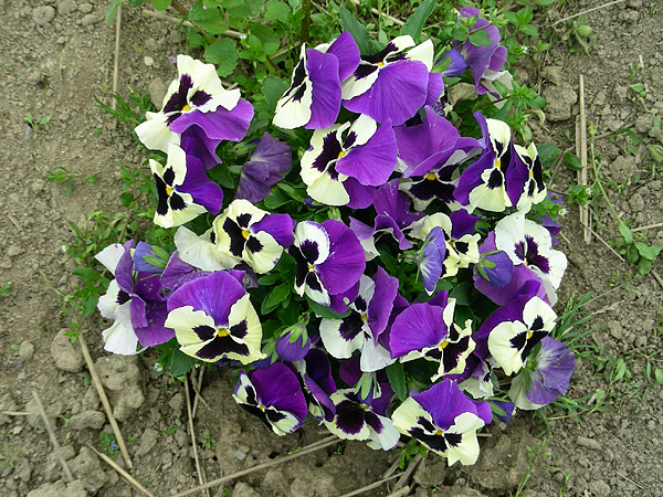 pansy in flower